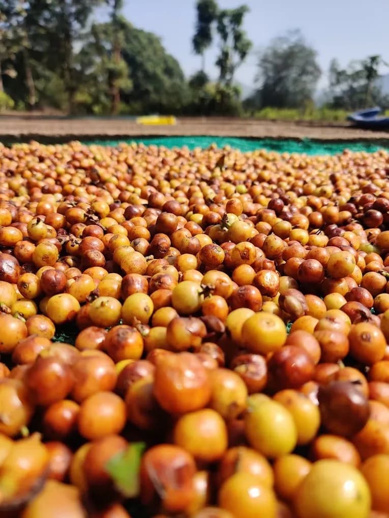 Koraput Arabica Naturals Green Coffee