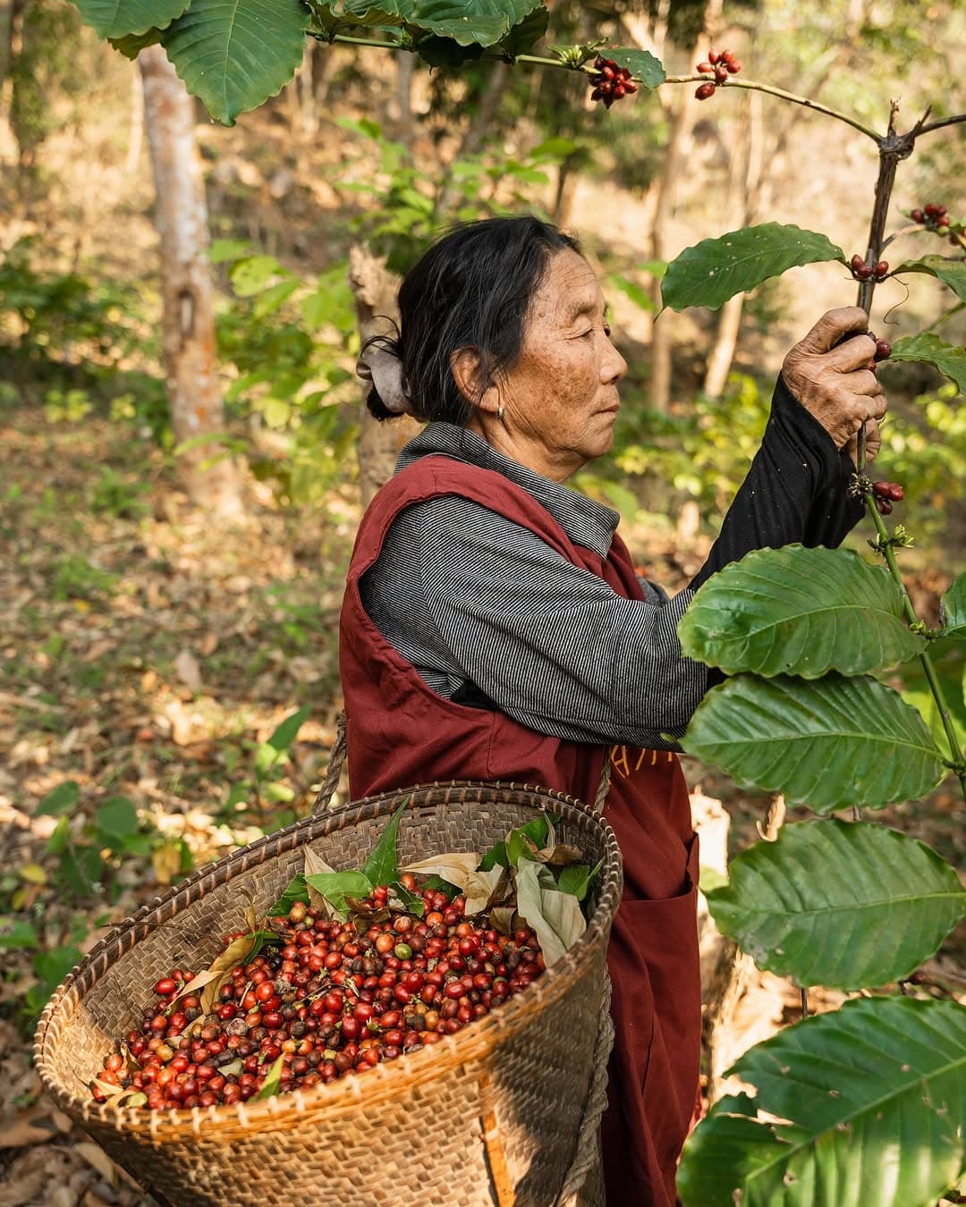 Koraput Arabica Naturals Green Coffee