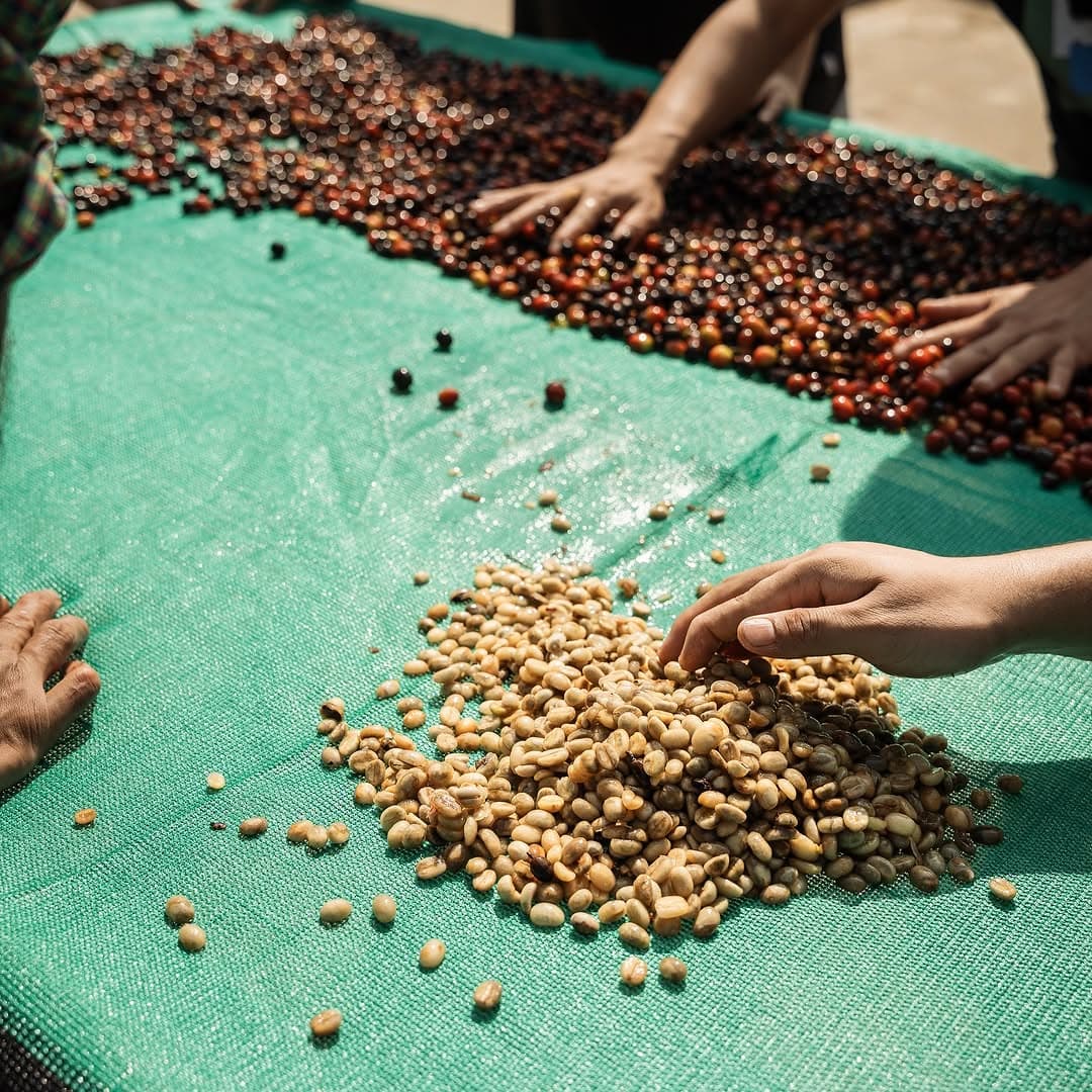 Koraput Arabica Honey Sun-Dried Green Coffee
