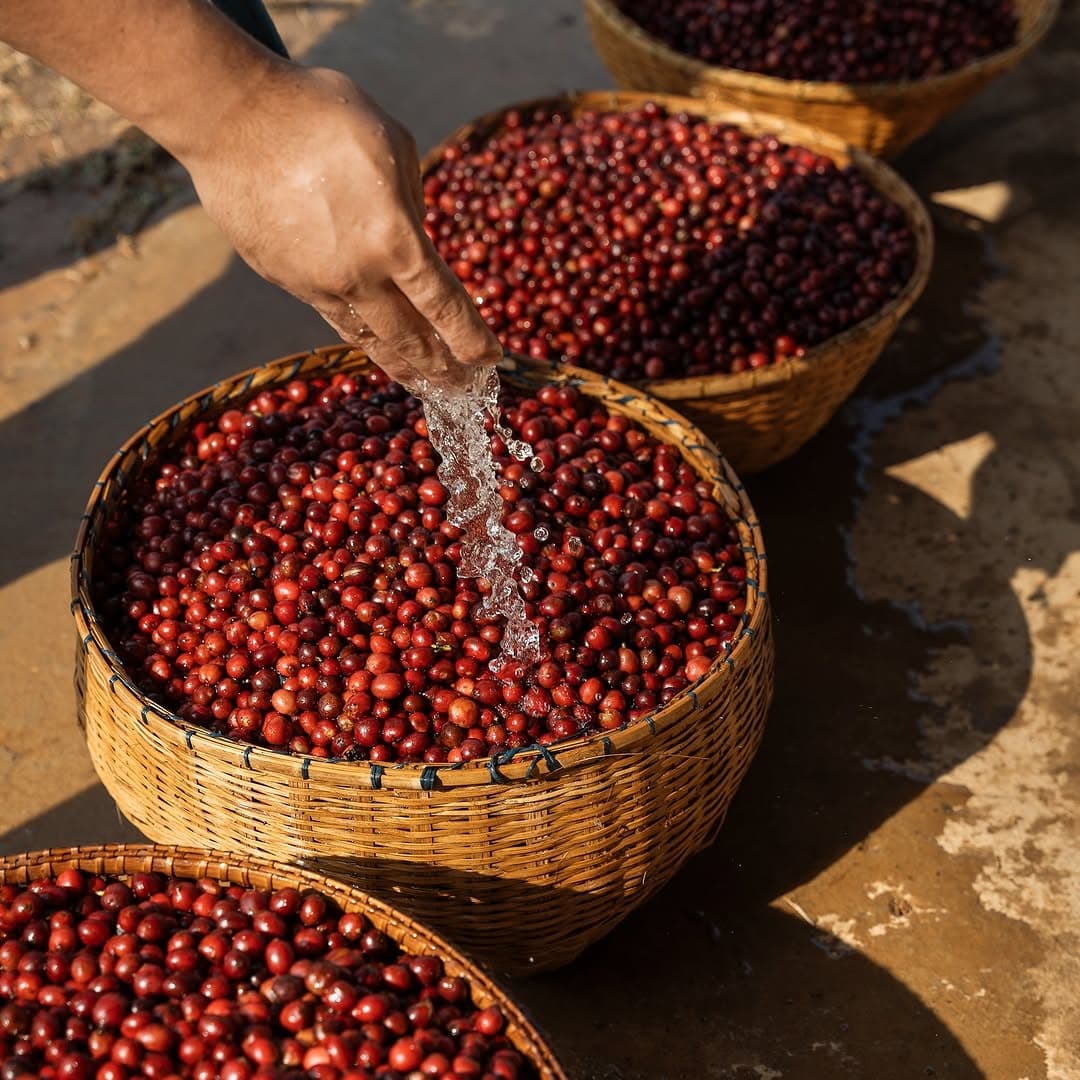Halflong Arabica Naturals Green Coffee