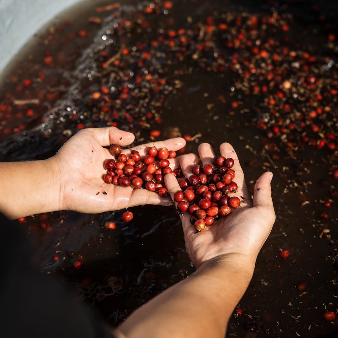 Koraput Arabica Washed Green Coffee