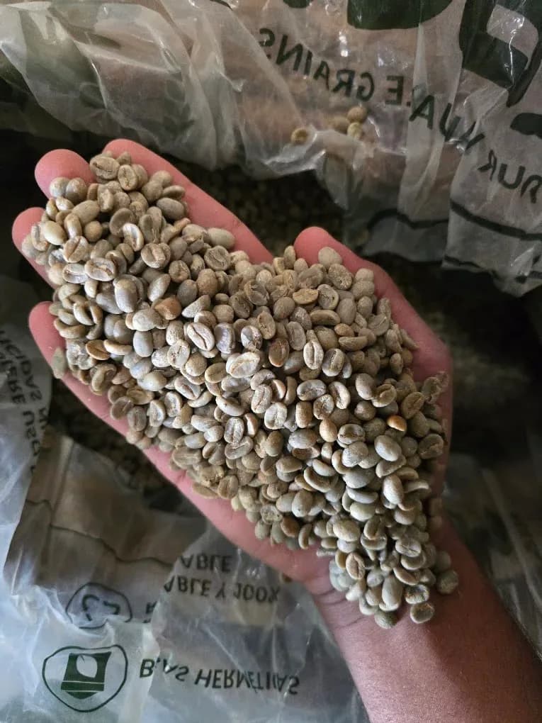 Koraput Arabica Washed Green Coffee
