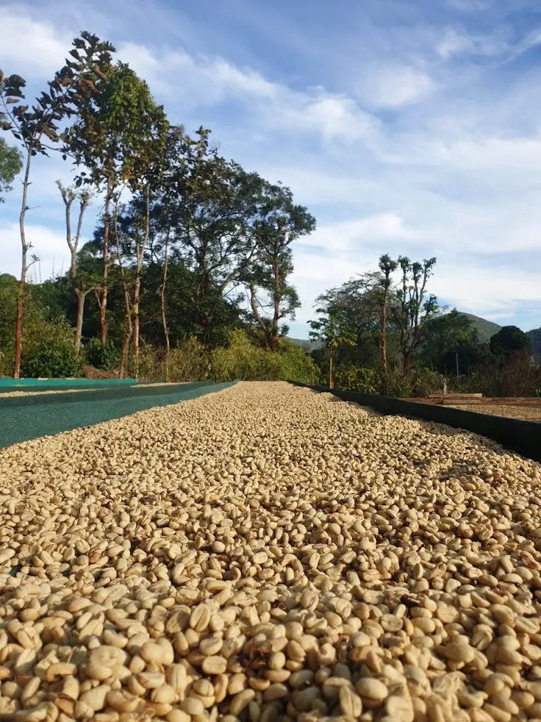 Koraput Arabica Washed Green Coffee estate image 1