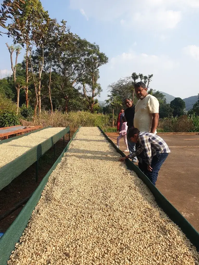 Koraput Arabica Naturals Green Coffee estate image 2