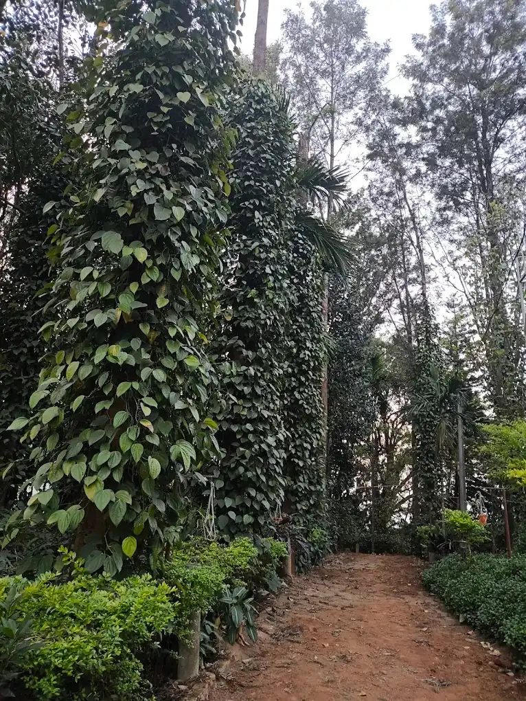 Koraput Arabica Naturals Green Coffee estate image 5