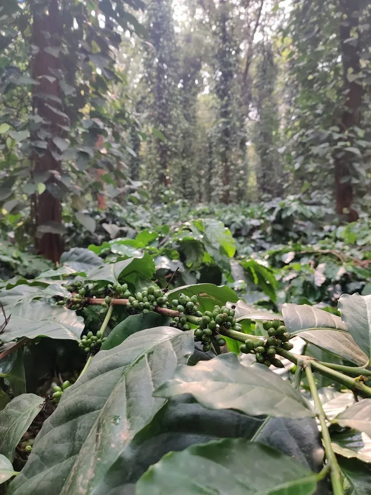Koraput Arabica Naturals Green Coffee estate image 3
