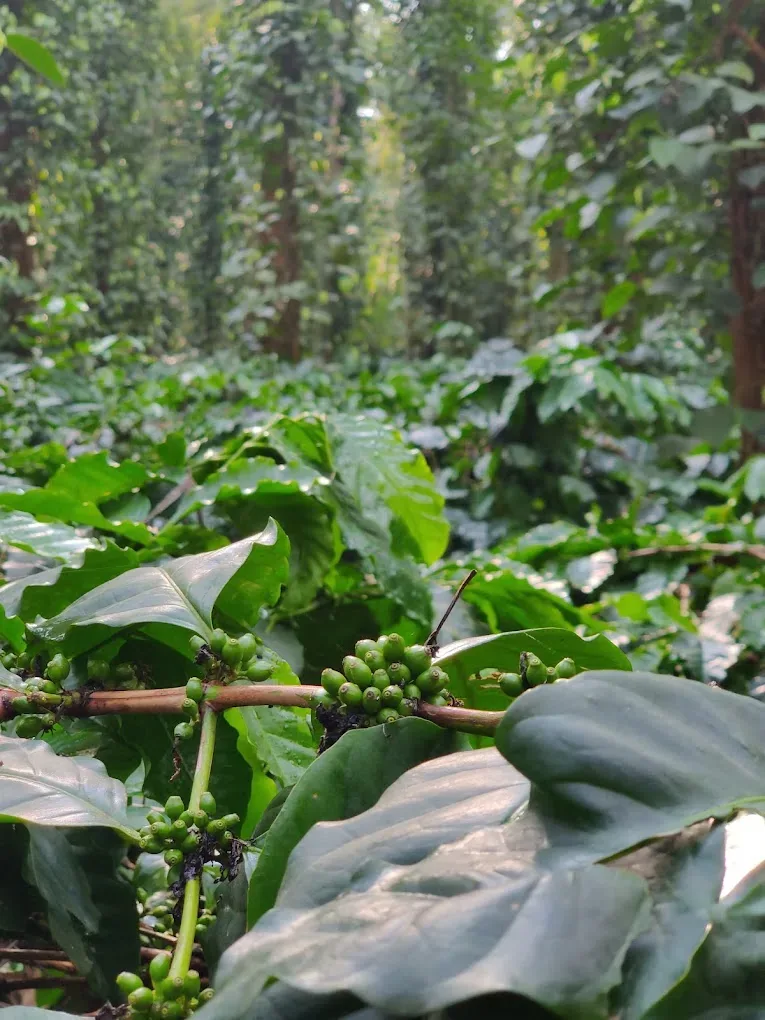 Koraput Arabica Honey Sun-Dried Green Coffee estate image 2