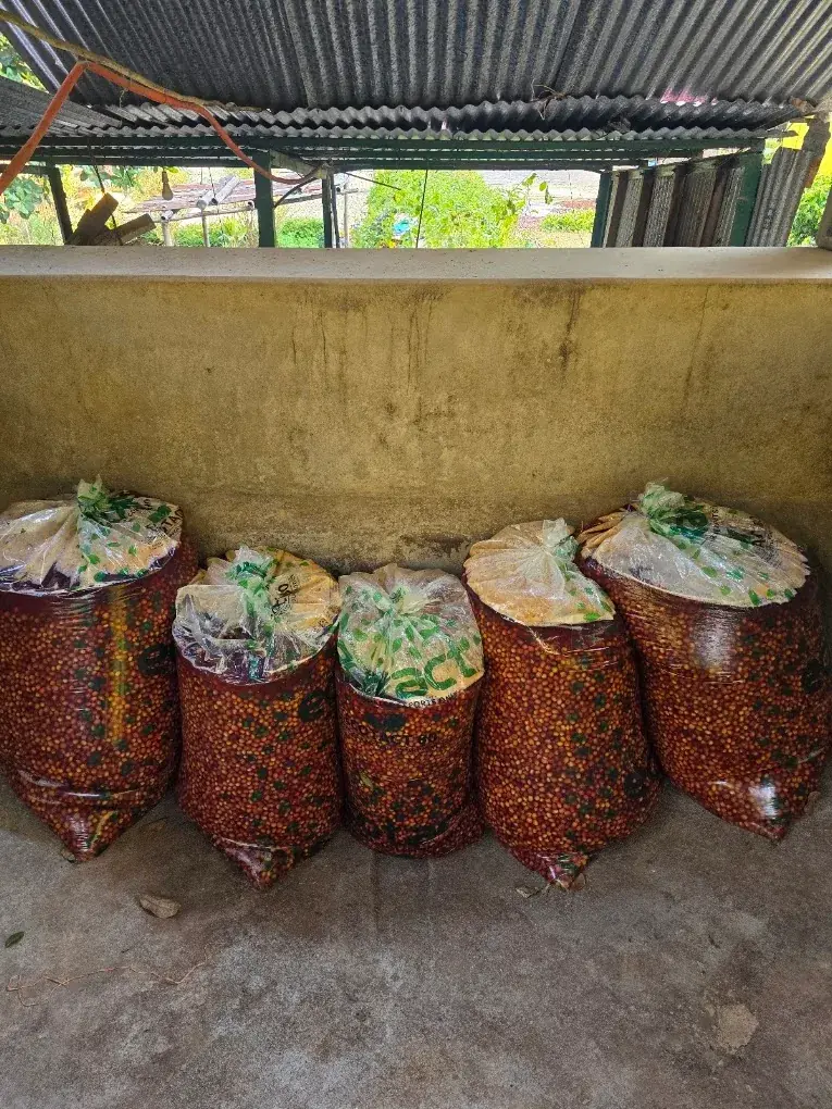 Koraput Arabica Honey Sun-Dried Green Coffee estate image 3