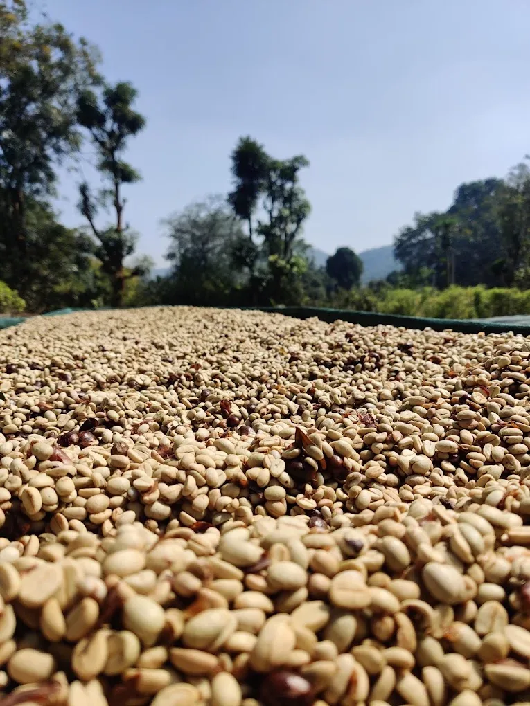 Koraput Arabica Naturals Green Coffee estate image 1