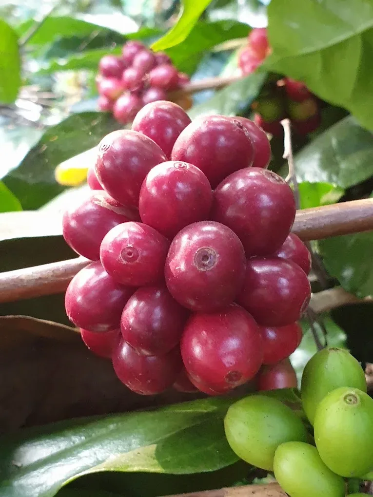 Koraput Arabica Honey Sun-Dried Green Coffee estate image 1