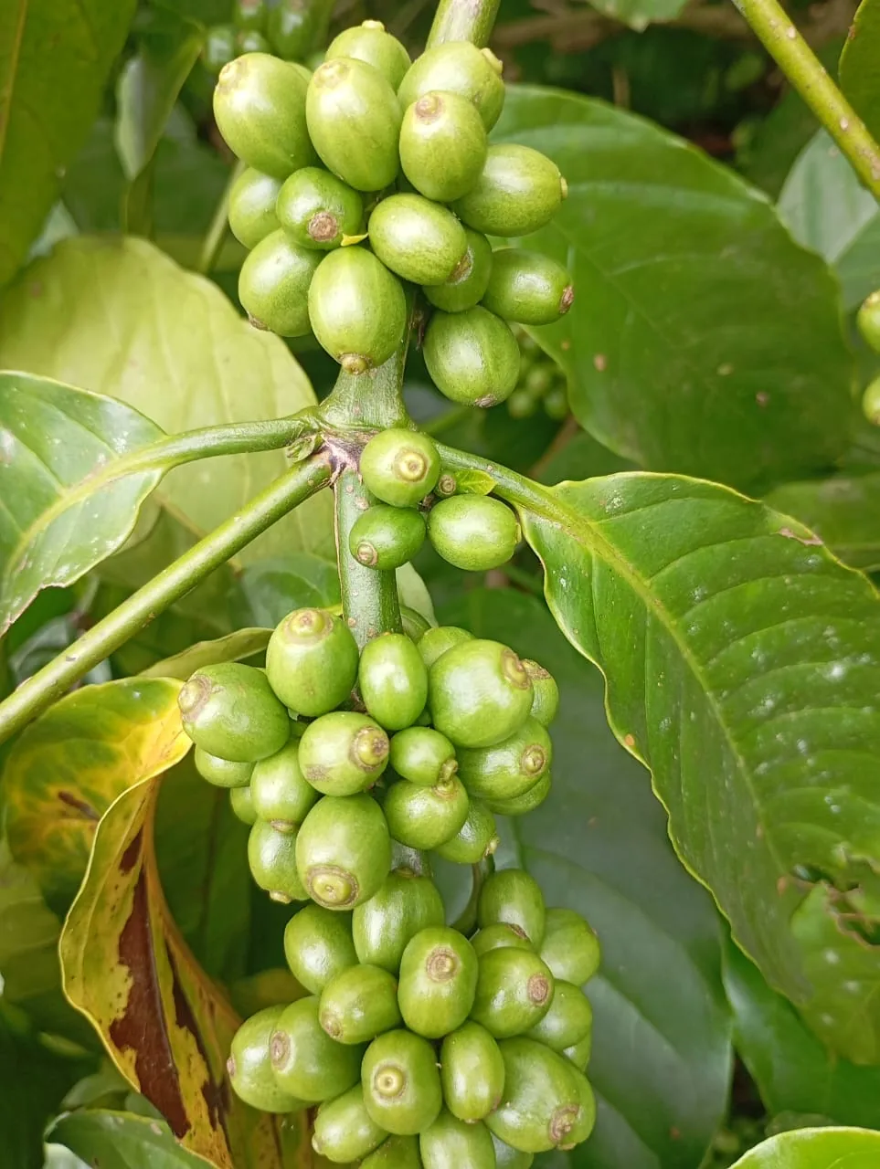 Tirap Robusta Naturals Green Coffee estate image 4
