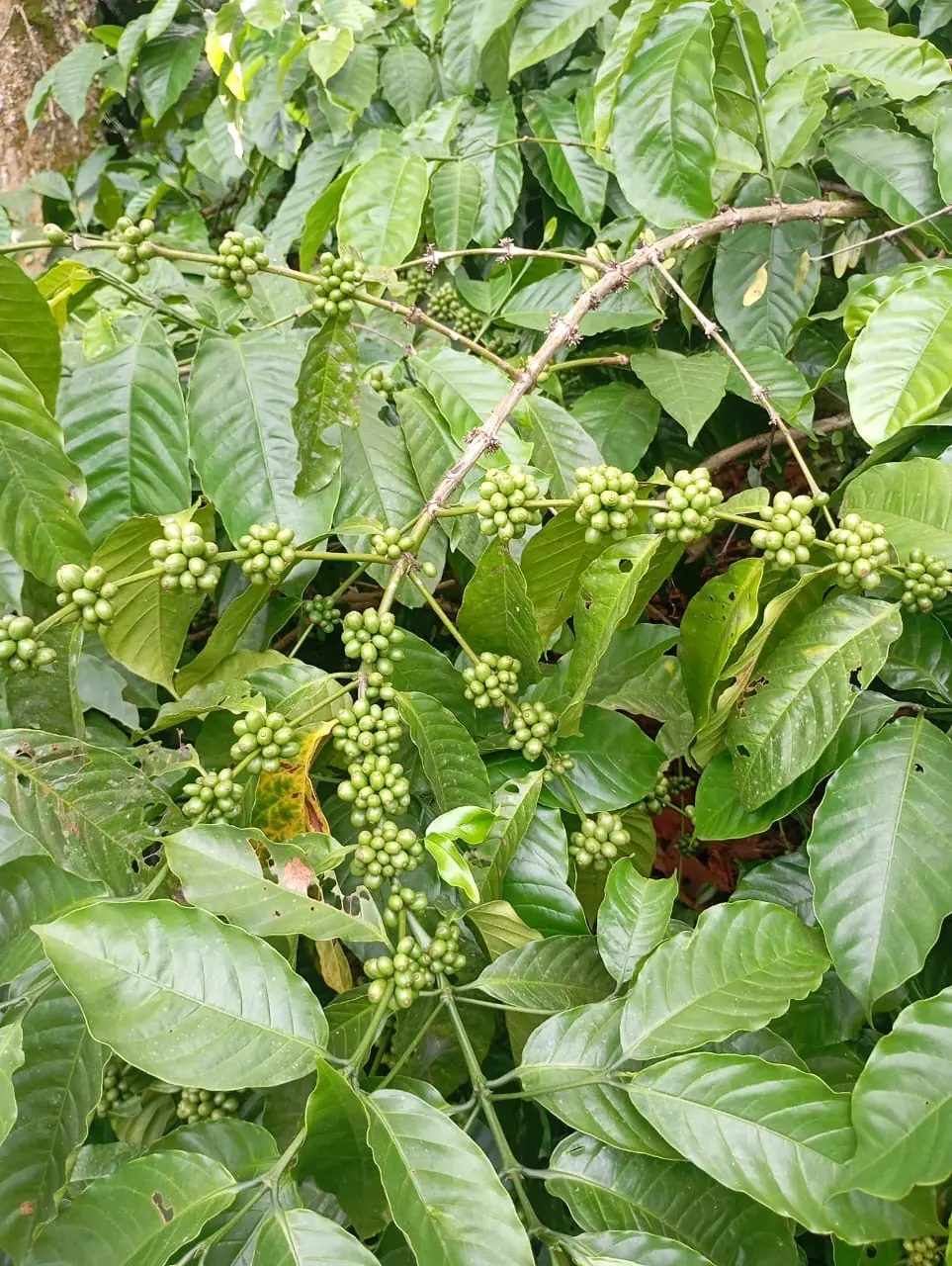 Tirap Robusta Naturals Green Coffee estate image 3