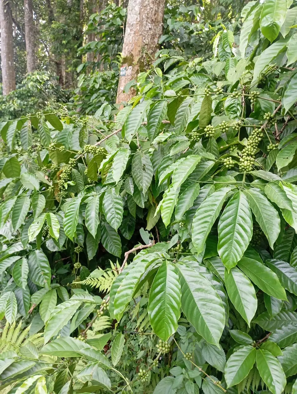 Tirap Robusta Naturals Green Coffee estate image 2