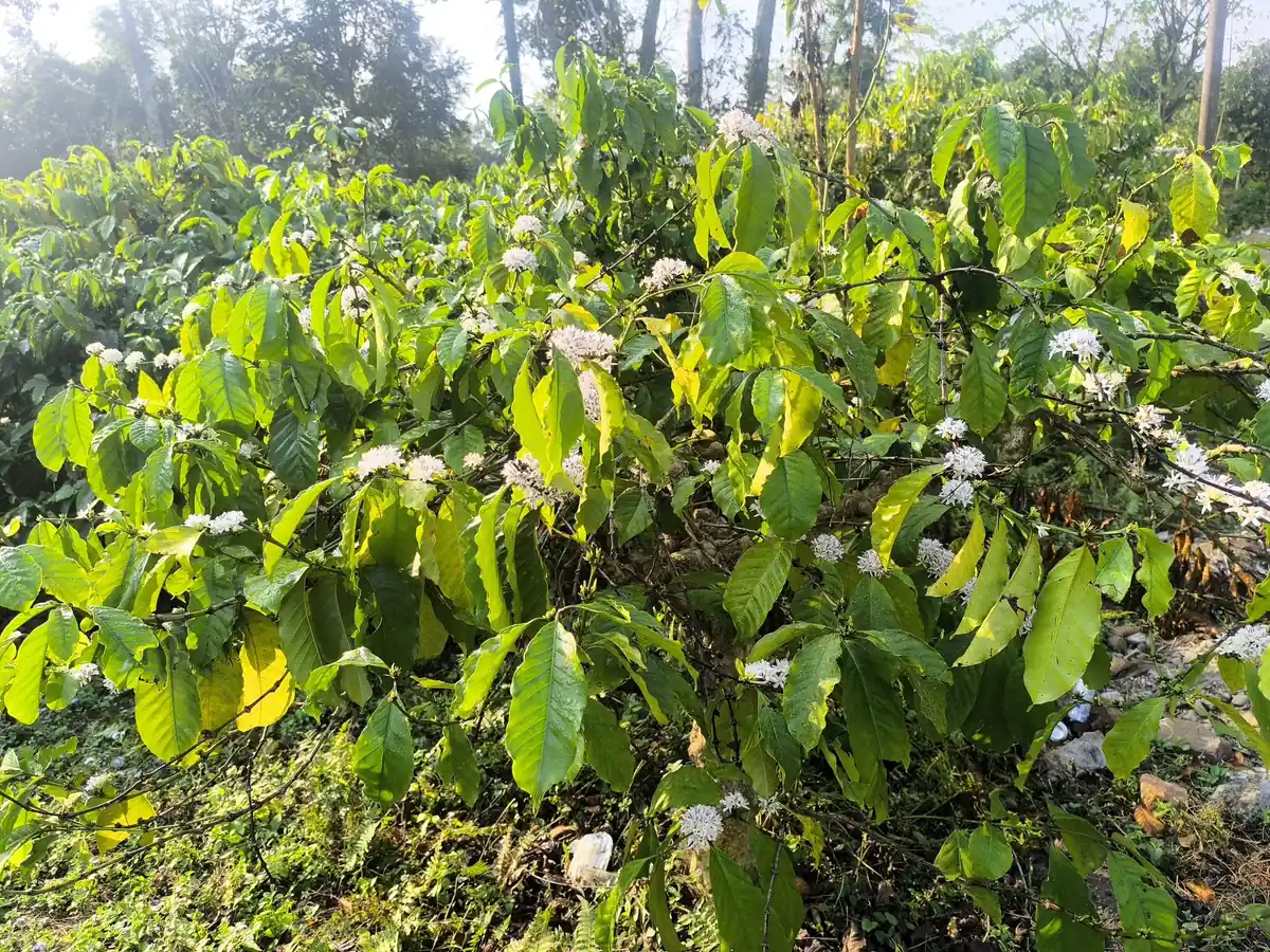 Tirap Robusta Naturals Green Coffee estate image 5