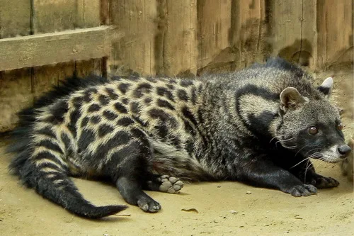 Wild Civet Cat Coffee (Kopi Luwak) Green Coffee estate image 1