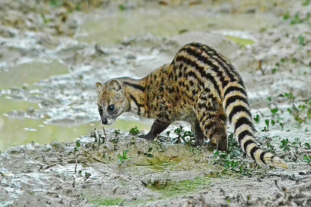 Wild Civet Cat Coffee (Kopi Luwak) Green Coffee estate image 2