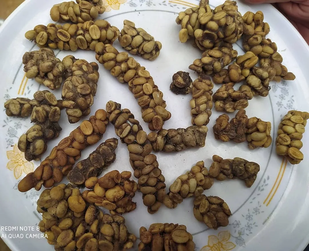 Wild Civet Cat Coffee (Kopi Luwak) Green Coffee